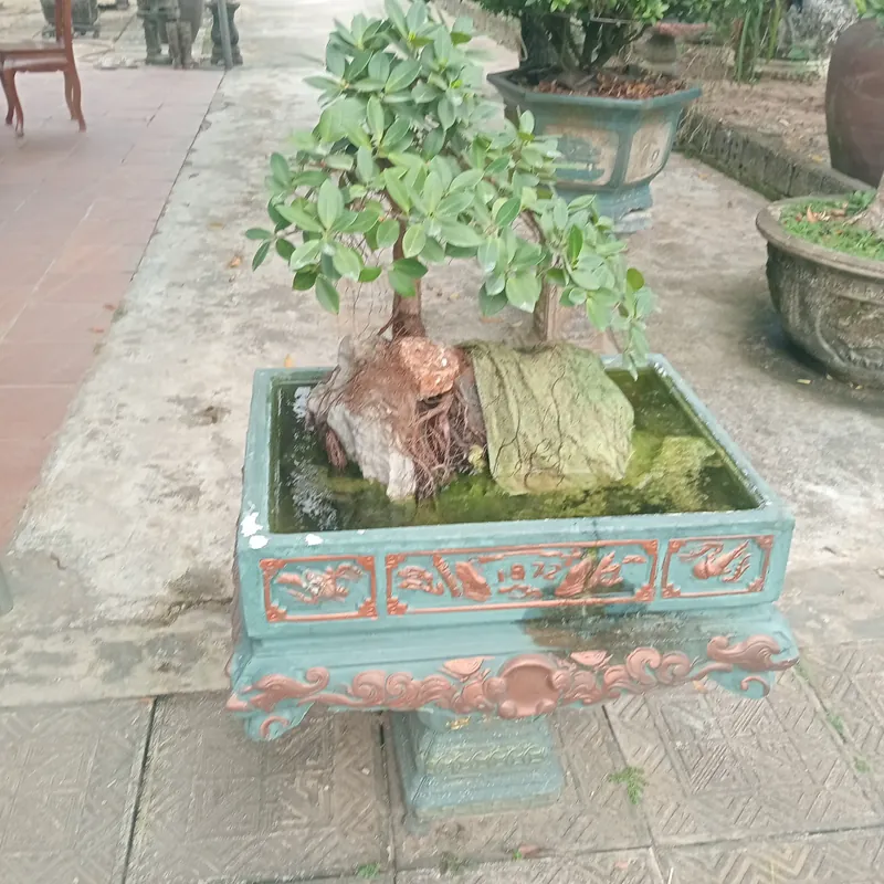 Cây cảnh bonsai mini nhà vườn  723172