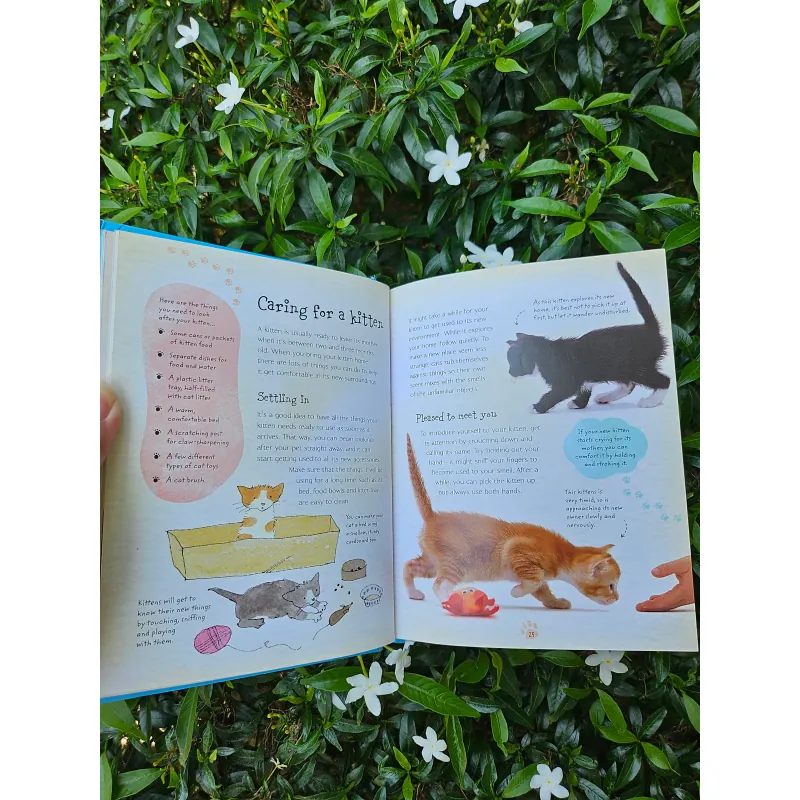 Cats and Kittens 995238