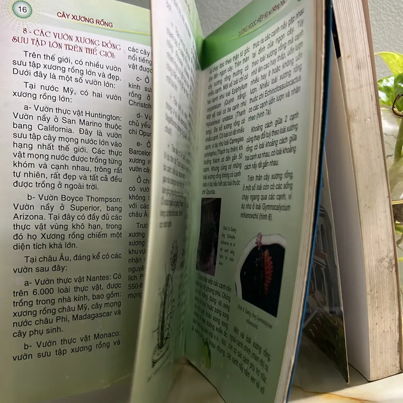 Combo kỹ thuật trồng lan - cây xương rồng 750748