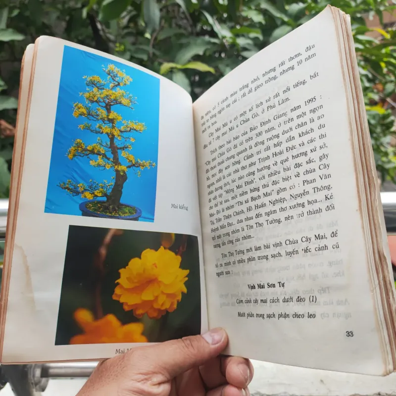 Kỹ Thuật Trồng Và Ghép Mai - Huỳnh Văn Thới 928913