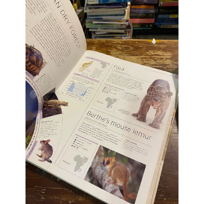 Wildlife of the world 1013762