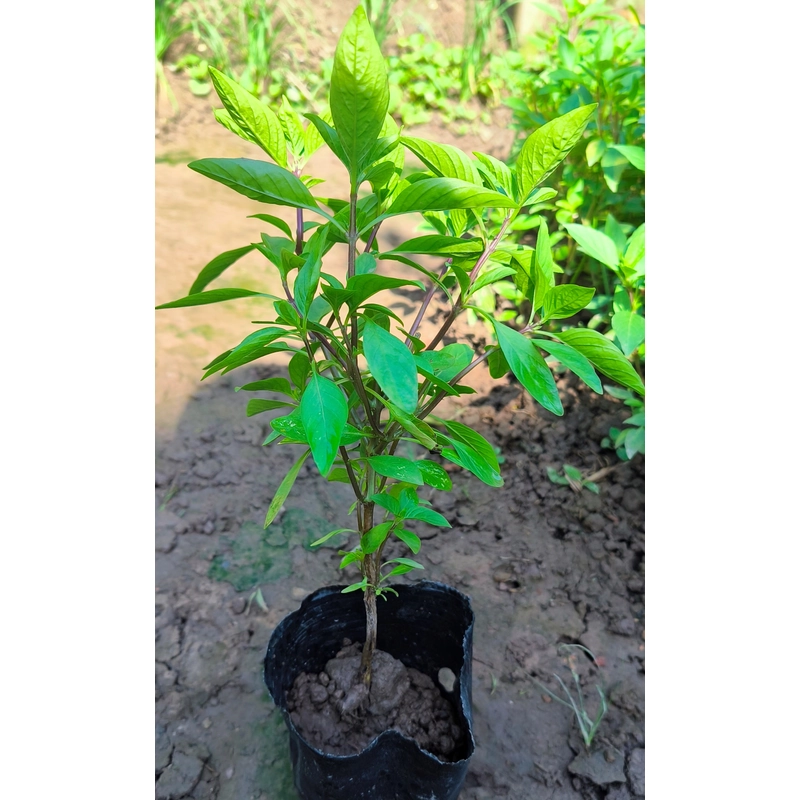 Chậu cây húng quế 478550