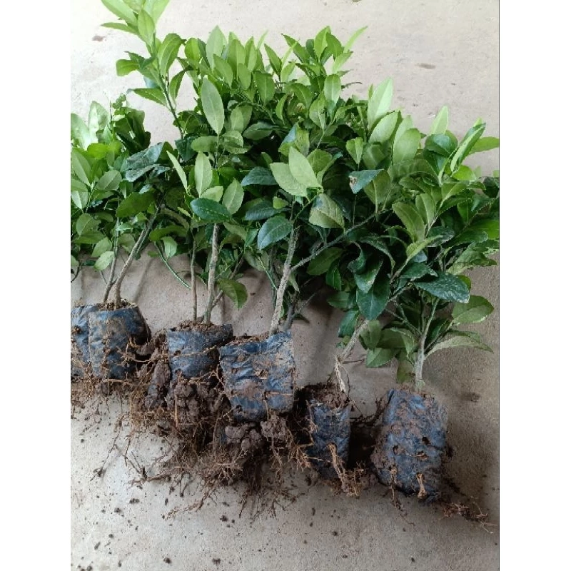 Cây chanh ta ăn lá ăn quả cao 20cm - 30 cm 446058