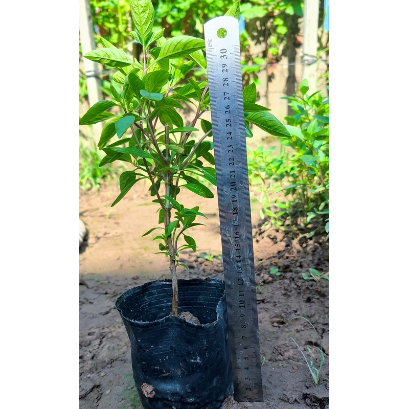 Chậu cây húng quế 478550