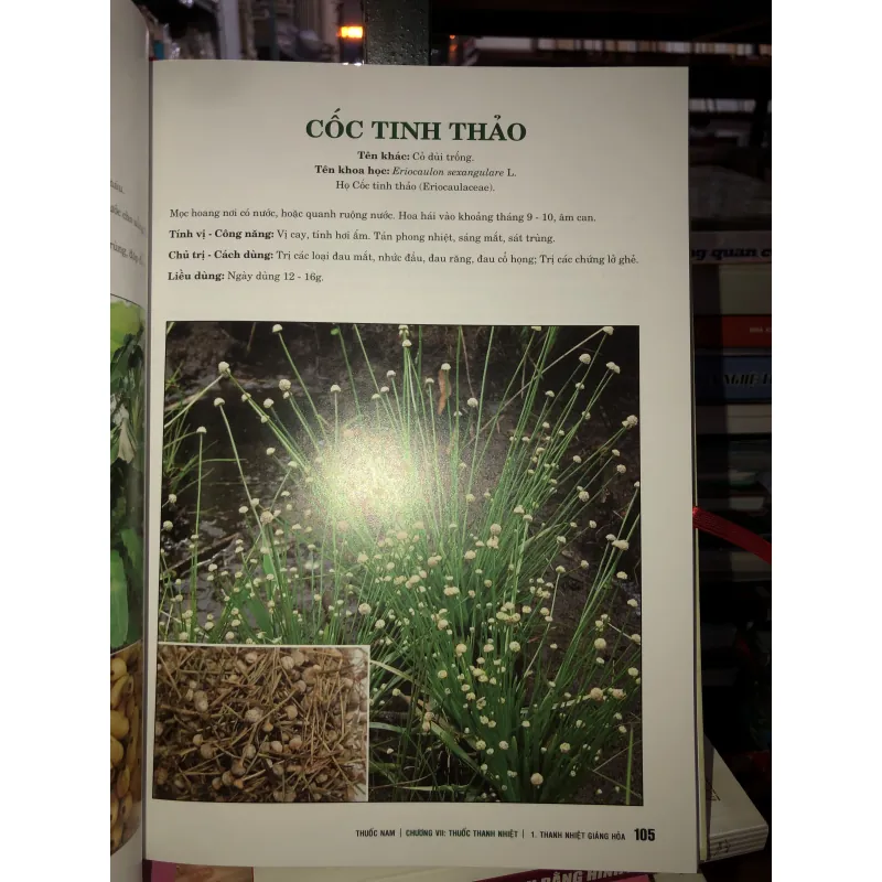 Thuốc Nam - Lương y Nguyễn Công Đức 763835