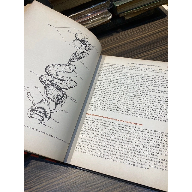 SCIENTIFIC FARM ANIMAL PRODUCTION : An Introduction to Animal Science (3rd Edition) - R.E. Taylor, R. Bogart 139496