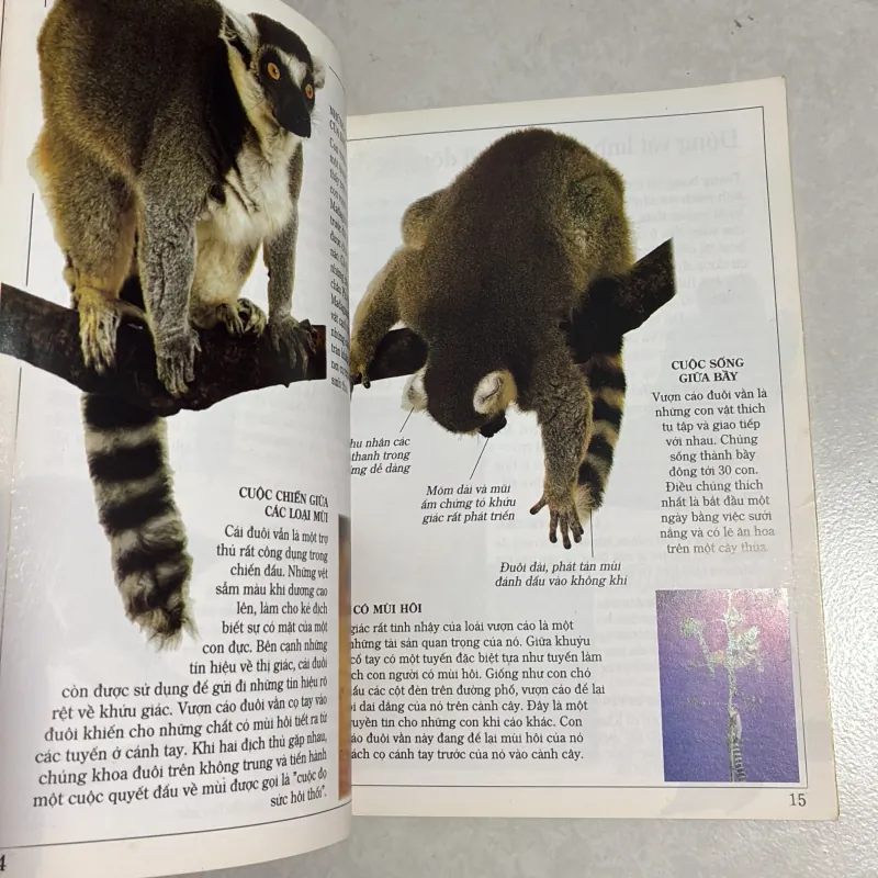 Vượn Gorila - Tủ sách kiến thức thế hệ mới 784804