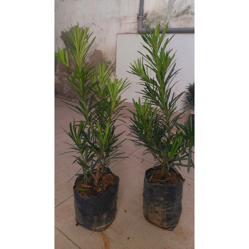 Cây tùng La Hán, chiều cao 40cm, như hình chụp  501590