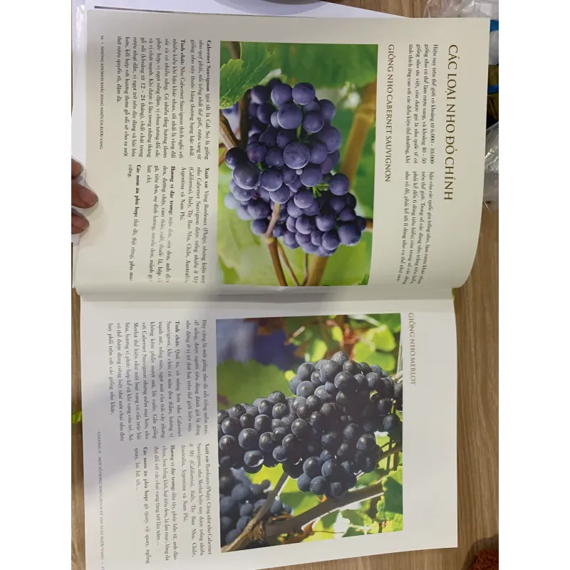 tài liệu tham khảo rượu vang 1019350