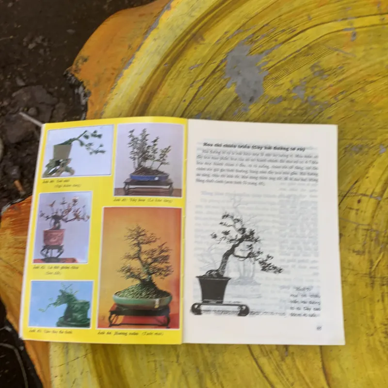 BONSAI CÂY DÁNG, THẾ VÀ NON BỘ - ĐỖ HIỆP 759688