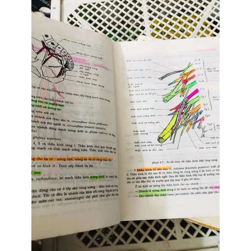 BỘ 2 TẬP GIẢI PHẪU HỌC  799119