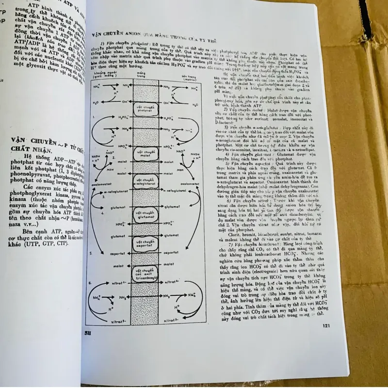 Sinh hoá học hiện đại theo sơ đồ  968702