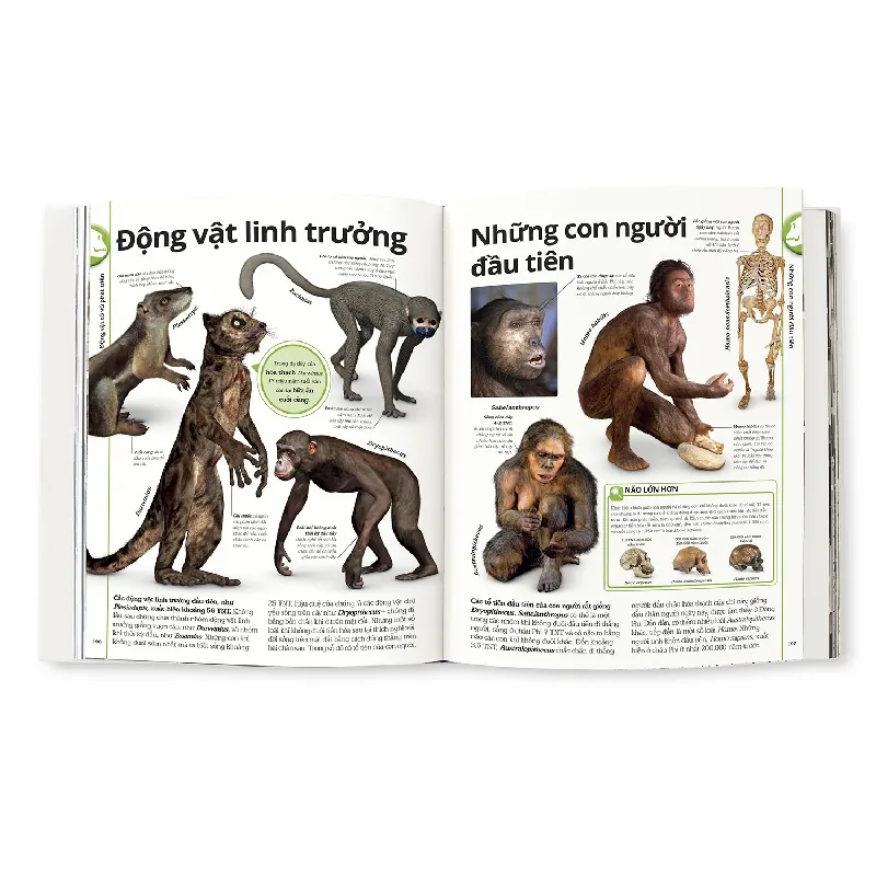 Khủng Long - DK 690114