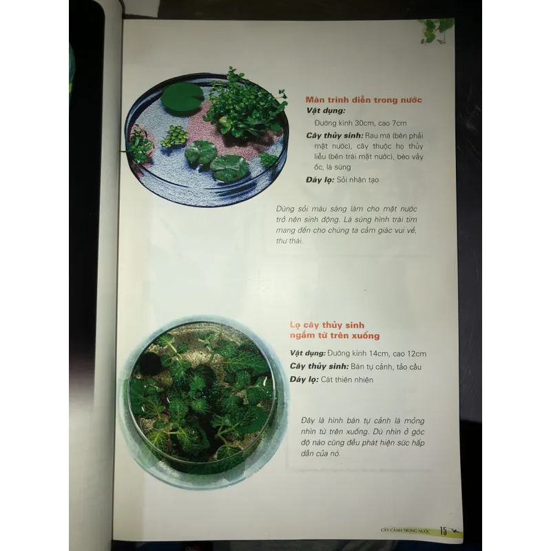 Cây cảnh trong nước - Trồng và chăm sóc 100 loại cây cảnh trong nước  732804