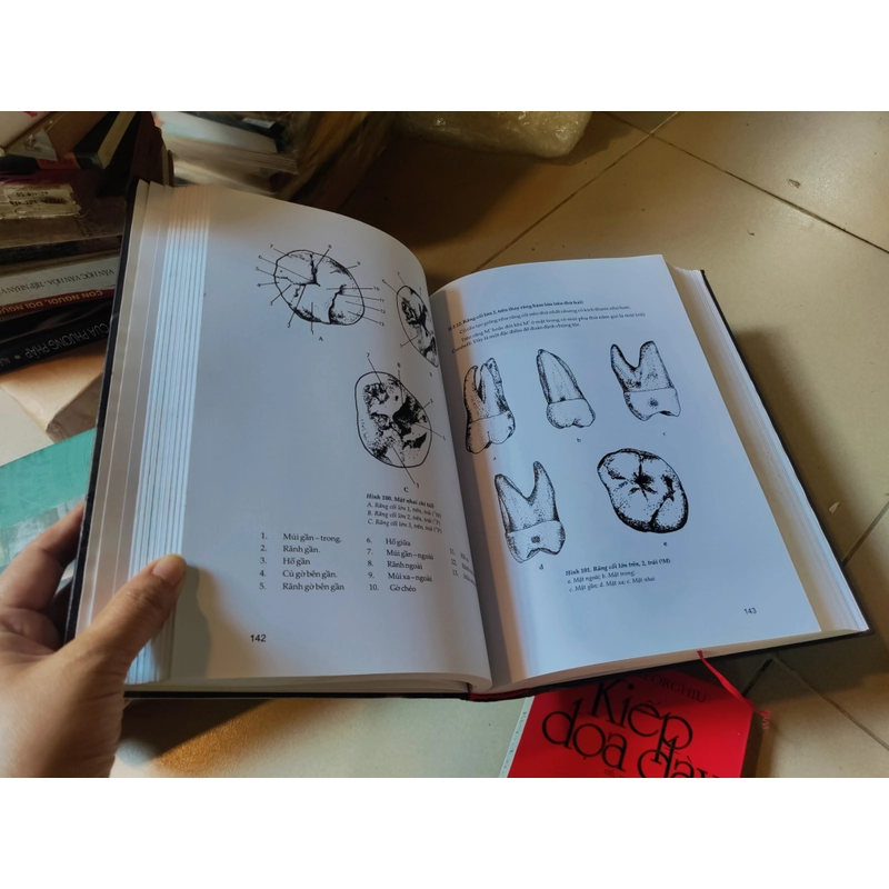 Bộ xương người nói với chúng ta điều gì 526451
