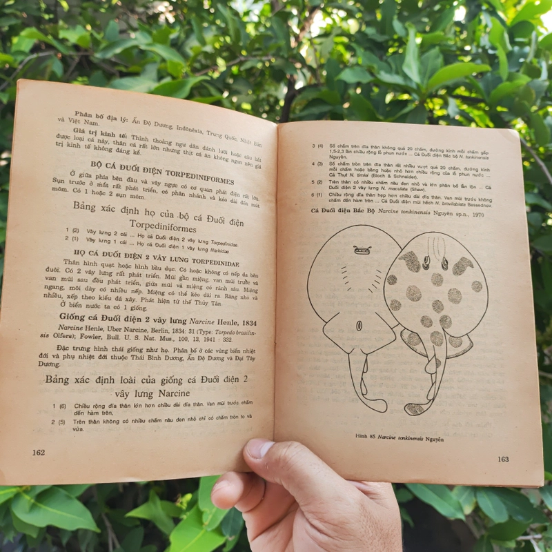 Cá Biển Việt Nam - The Marine Fishes Of VietNam - Tập 1 526446
