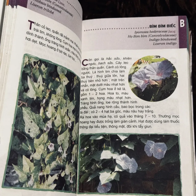 Từ điển tranh về các loài cây 932519