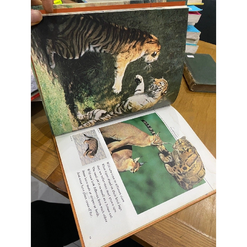 Wild Cats 550895
