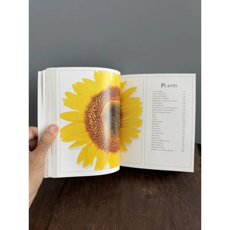 Từ điển màu Pocket visual dictionary mới 99.9% 791726