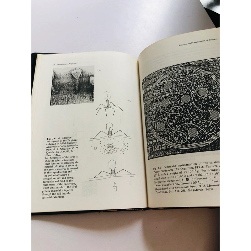 INTRODUCTORY BIOPHYSICS  - bìa cứng, 214 trang  552553