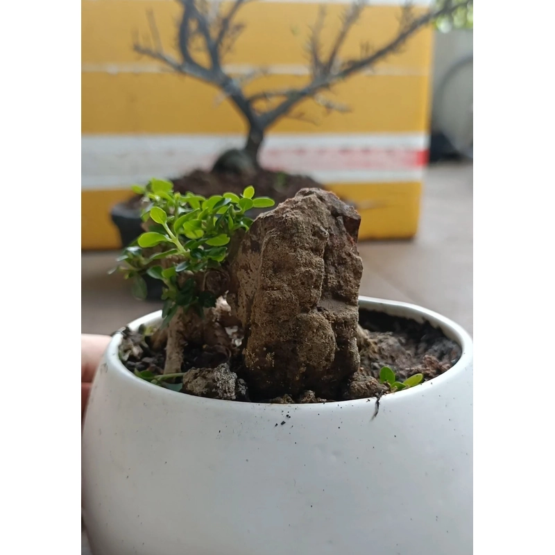 Sam hương ôm đá siêu mini 446280