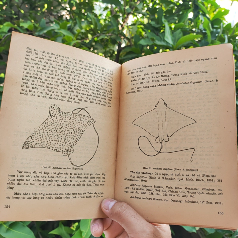 Cá Biển Việt Nam - The Marine Fishes Of VietNam - Tập 1 526446