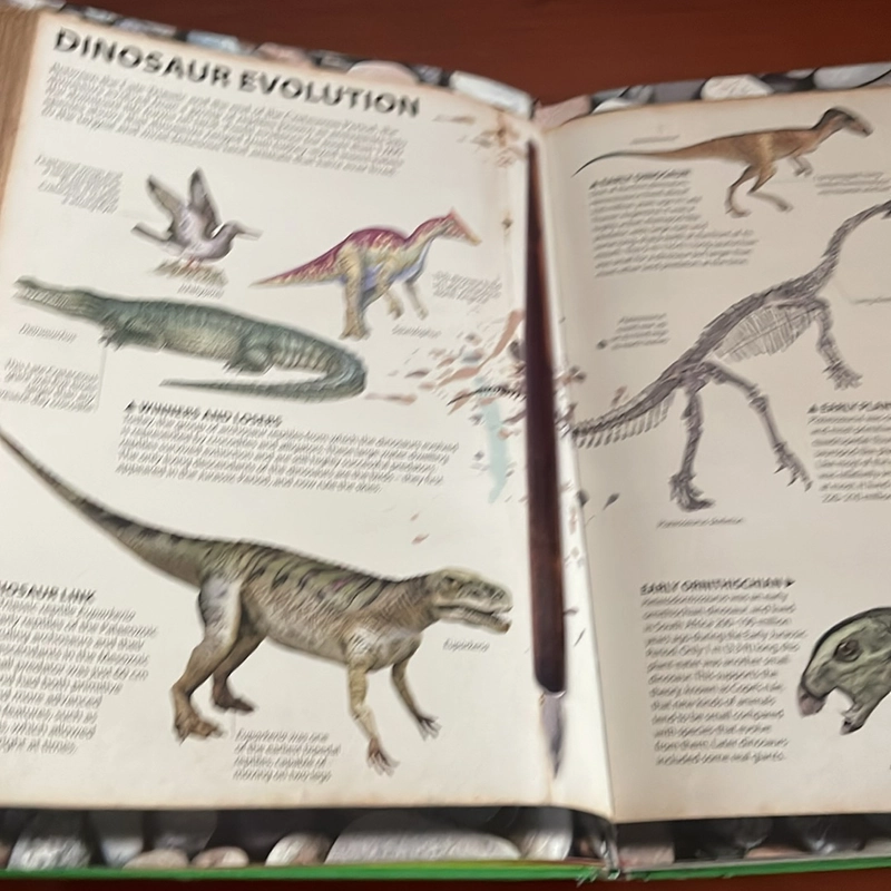 PICTURE BOOK Wow! Dinosaur 536206