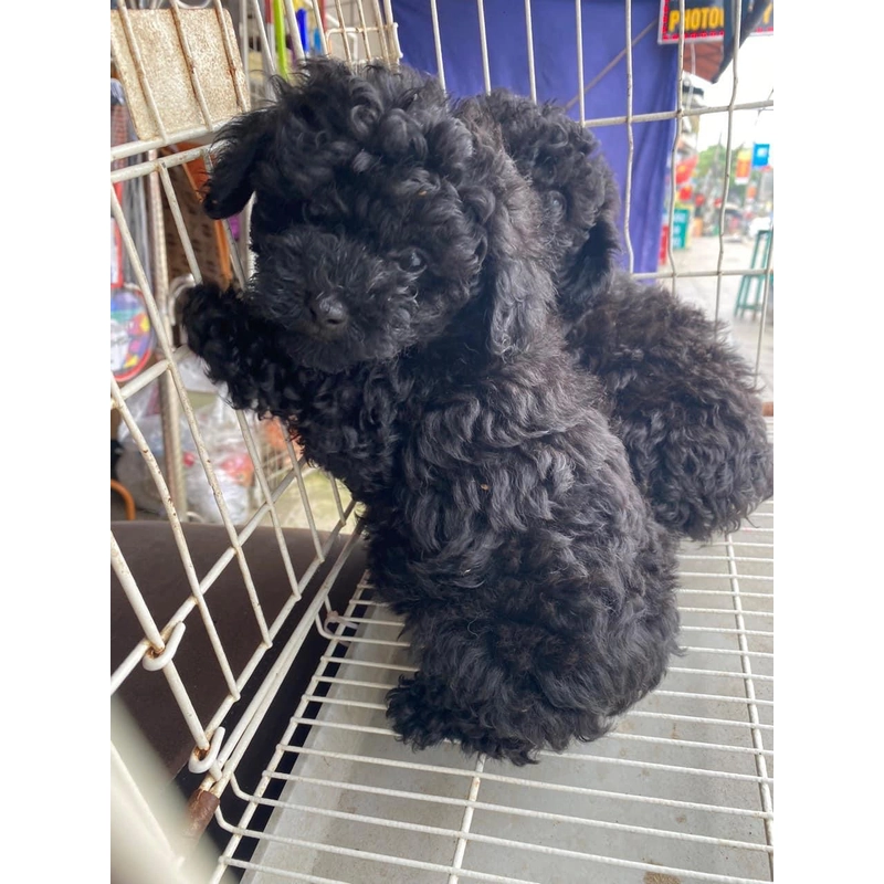 Chó poodle giới tính cái 272975