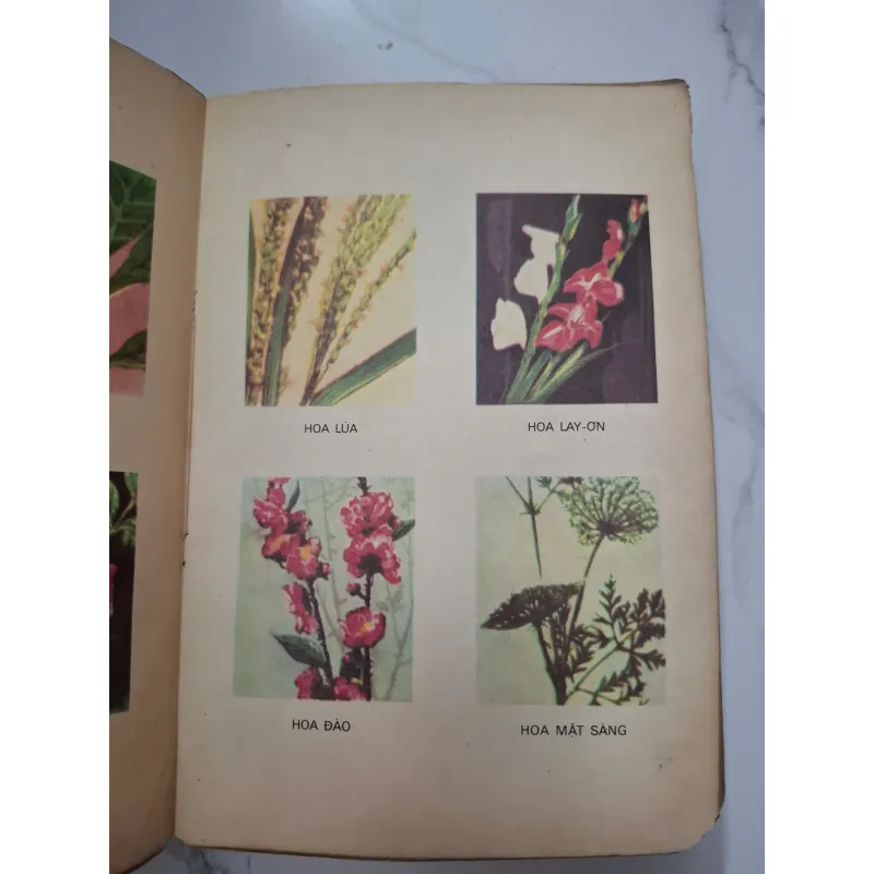 Từ điển học sinh - NXB Giáo dục 1972 - Từ điển học tập - tranh in màu 1006538