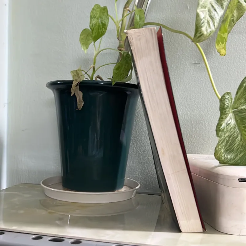 Kiêu hãnh và định kiến 746456