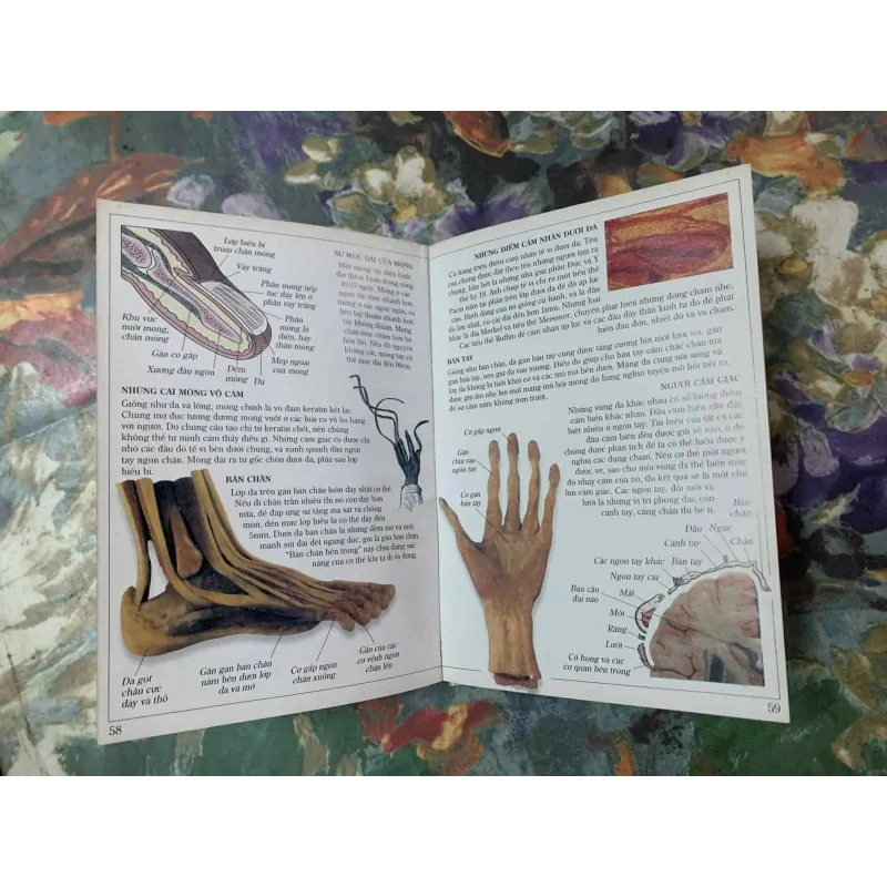 Cơ Thể Con Người, Bìa Cứng 564875