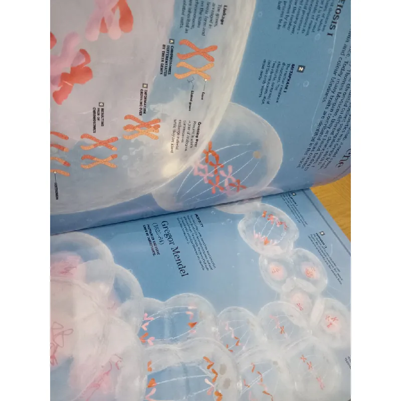 Children's human body encyclopedia 589515