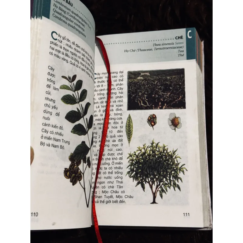 Từ điển tranh về các loài cây 932519