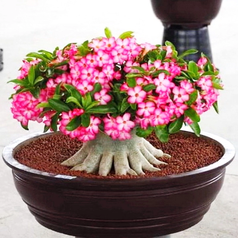 Bịch 10 hạt giống hoa sứ Thái Lan Bonsai kim tự tháp thân lùn, mix màu hồng trắng 209447