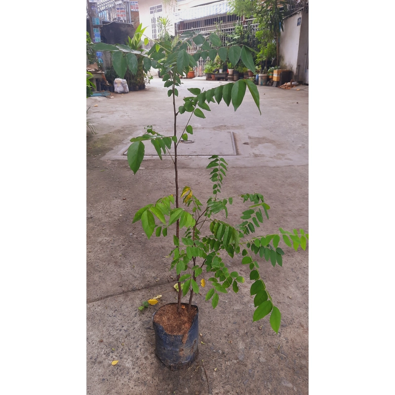 Cây khế chua , cây ươm hạt cao 50cm, như hình 501587