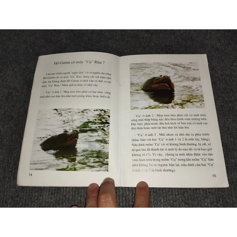KỂ CHUYỆN VỀ RÙA Ở HỒ GƯƠM 993105