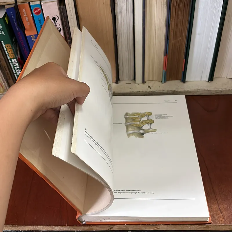 II Atlas der Anatomie des Menschen - Band 1 + 2 - Bertolini, Leutert - 1987 593995