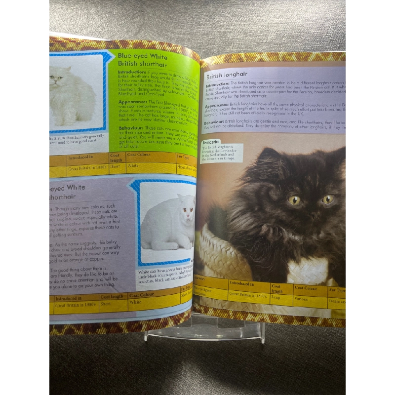 Encyclopedia of cats mới 90% sách tranh màu ngoại văn và thiếu nhi các loài mèo HPB1605 SÁCH NGOẠI VĂN 351237