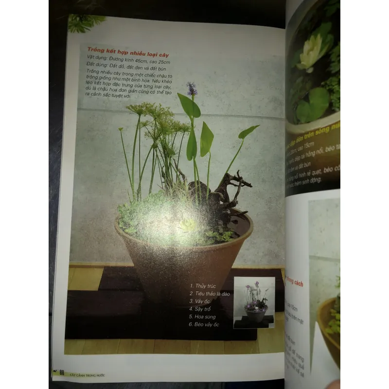 Cây cảnh trong nước - Trồng và chăm sóc 100 loại cây cảnh trong nước  732804