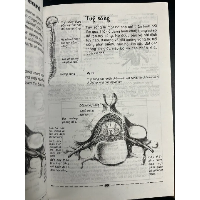 1001 chi tiết về cơ thể con người - Anatomy 695821