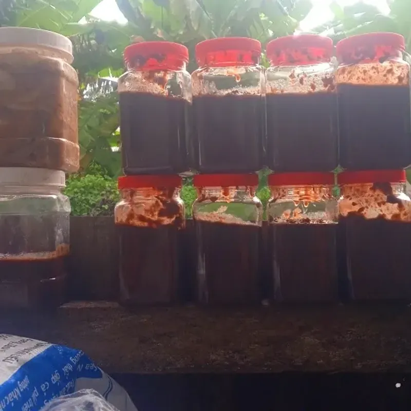 mắm ruốc sào thịt  563796