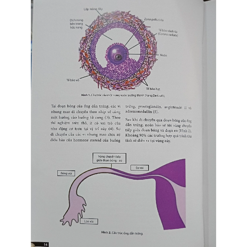 Thụ tinh nhân tạo - Nhiều tác giả 1004316