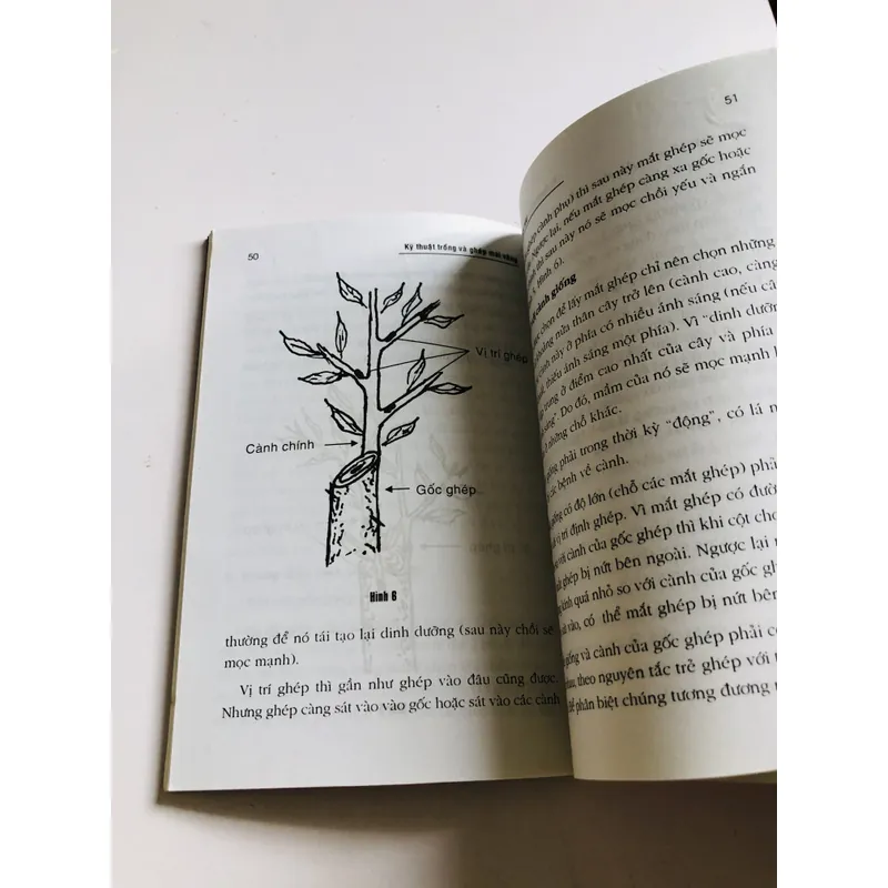 KỸ THUẬT TRỒNG VÀ GHÉP MAI VÀNG 696130