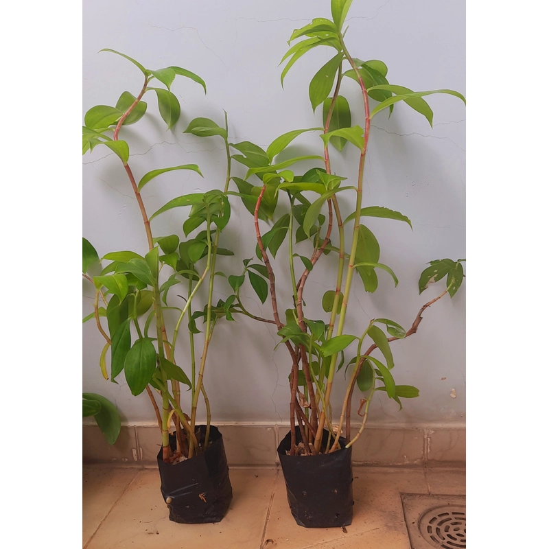 Cây mía dò - cây cát lồi (5-6 cây/chậu), như hình 502889