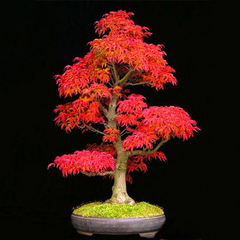 Hạt giống cây phong lá đỏ Bonsai – Bịch 10 hạt – Mã số 1365 213095