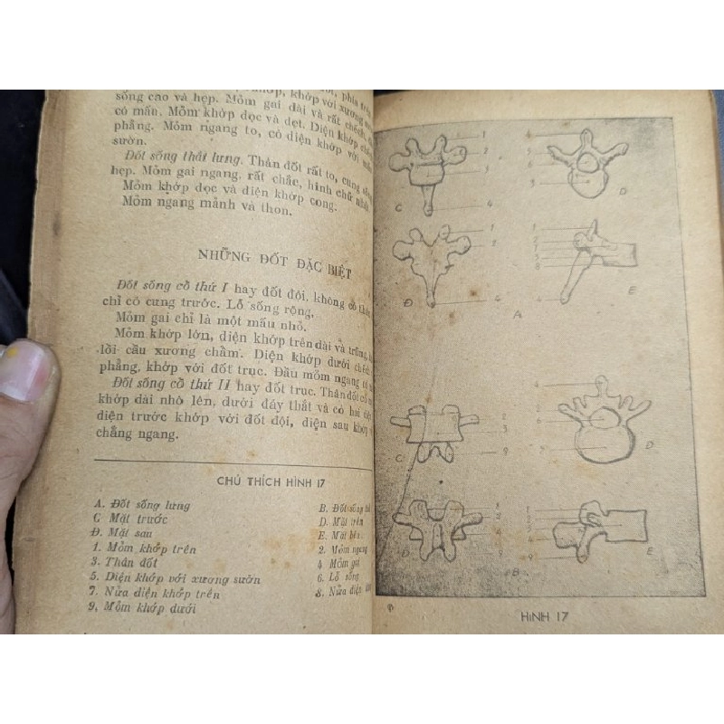 Giải phẫu tạo hình - Lương Xuân Nhị 450007