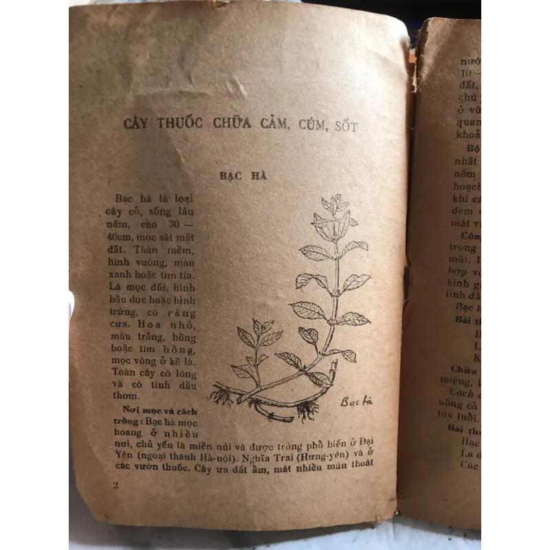 Cây thuốc gia đình - Đỗ Huy Bích  1010155