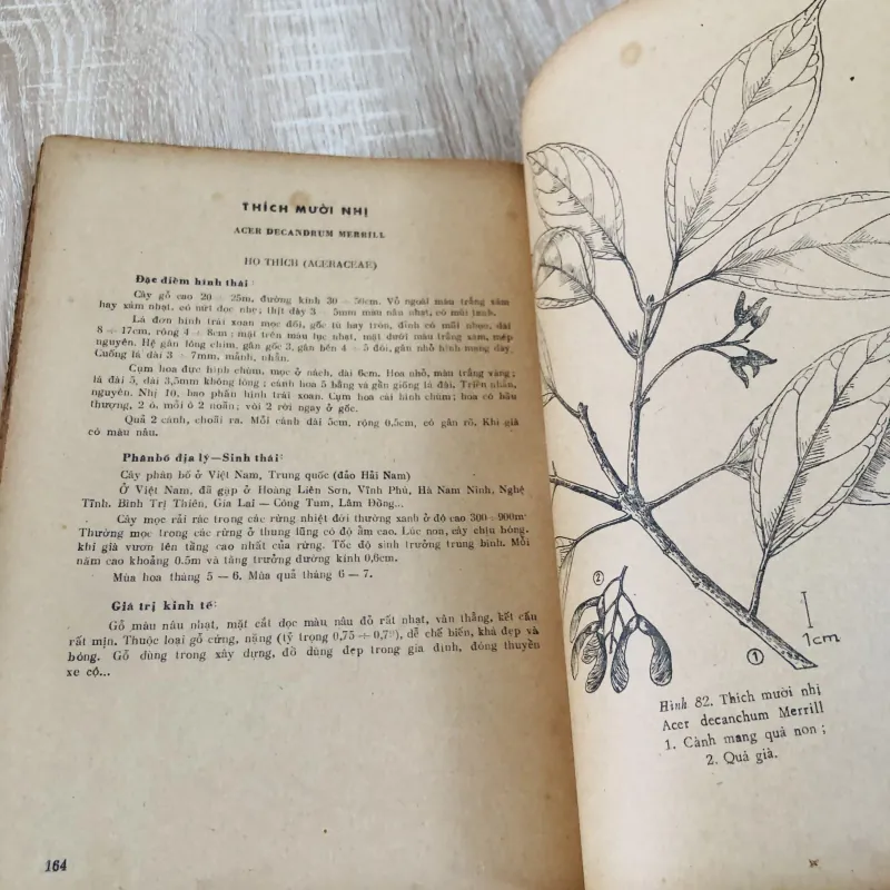 CÂY GỖ RỪNG VIỆT NAM ( tập 2,4,5,6) 956969