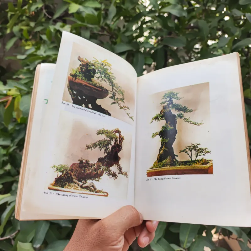 Bonsai Cây Kiểng Cổ - Trần Hợp 925345