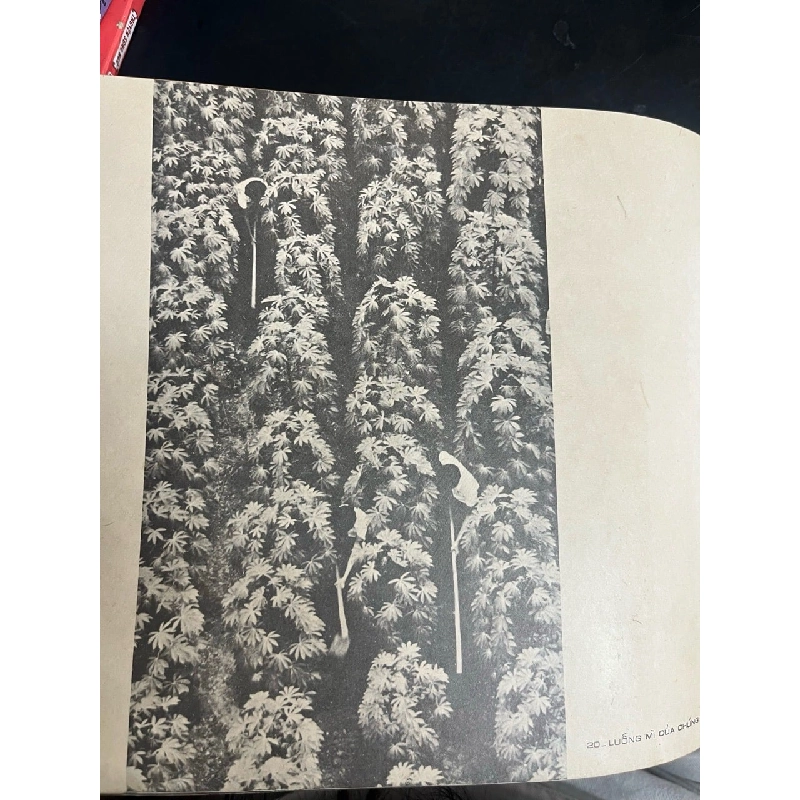 Ảnh nghệ thuật Thành phố Hồ Chí Minh 761390